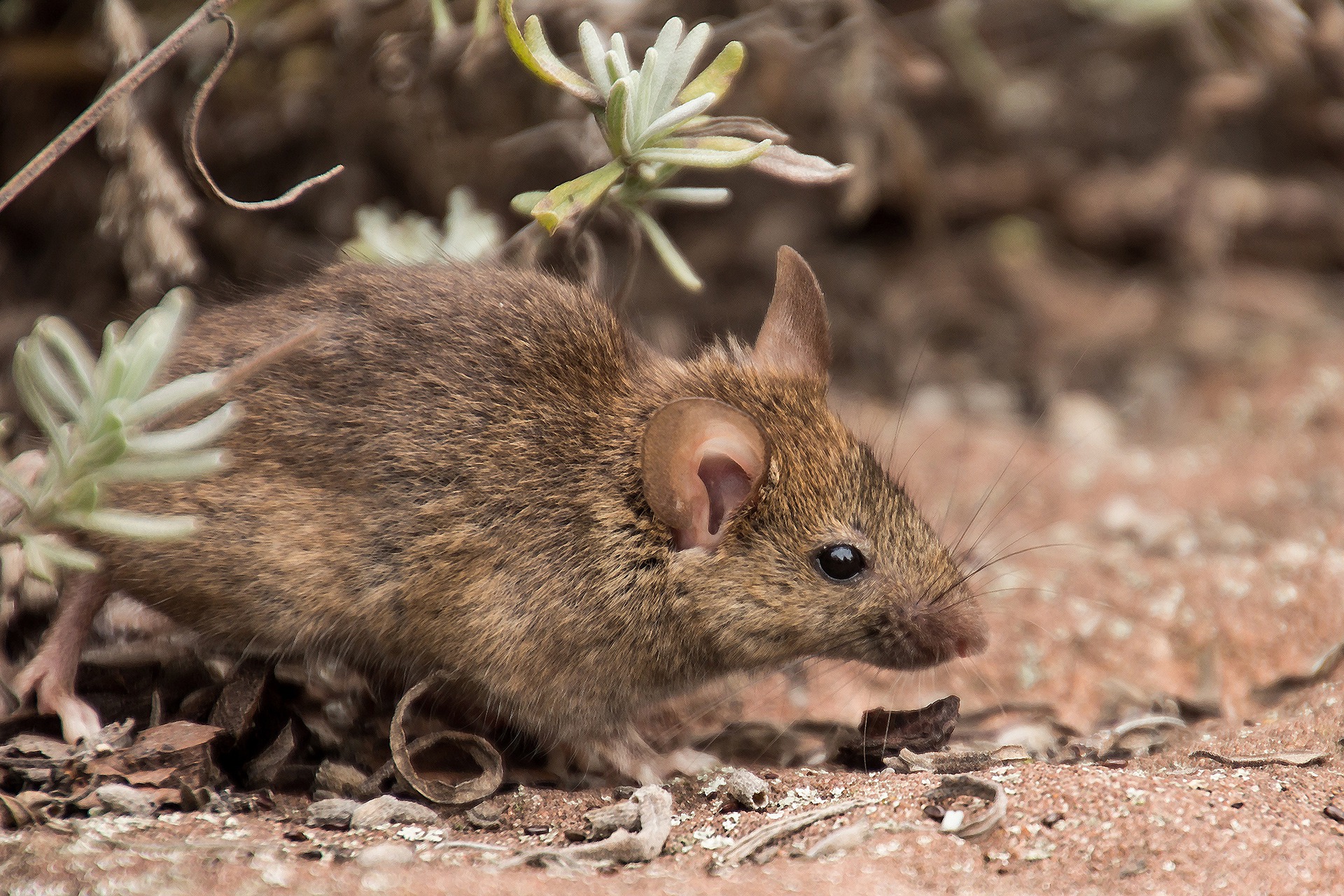 field-mouse-g47a94763a_1920
