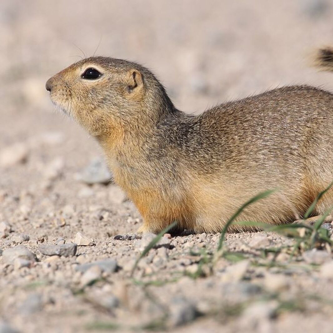 Richardsons Ground squirrel