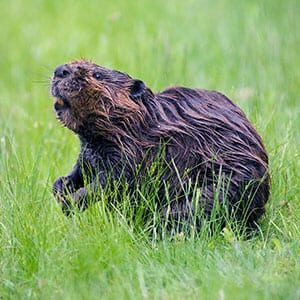 beaver